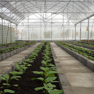 Hot Galvanized Steel Hidroponik Tomat Multi Span Rumah Kaca Pertanian Luar Ruangan