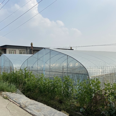 Pertanian 8m Lebar PE Film Single-Span Tunnel Plastik Rumah Kaca Untuk Sayuran Tumbuh