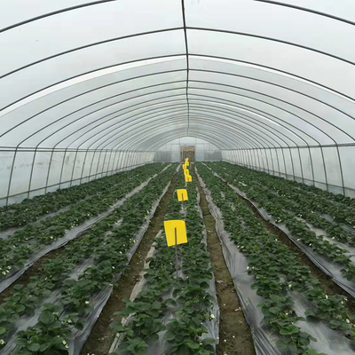 Struktur Pipa Baja Galvanis Hot-dip Polythene Tunnel Rumah Kaca Plastik Untuk Tomat