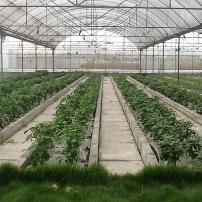 Tanaman Pertanian Tahan Angin Menumbuhkan Sistem Hidroponik Poly Film Multi Span Greenhouse